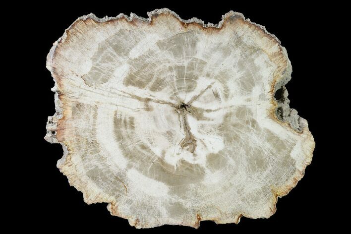 Petrified Wood (Tropical Hardwood) Round - Indonesia #143995